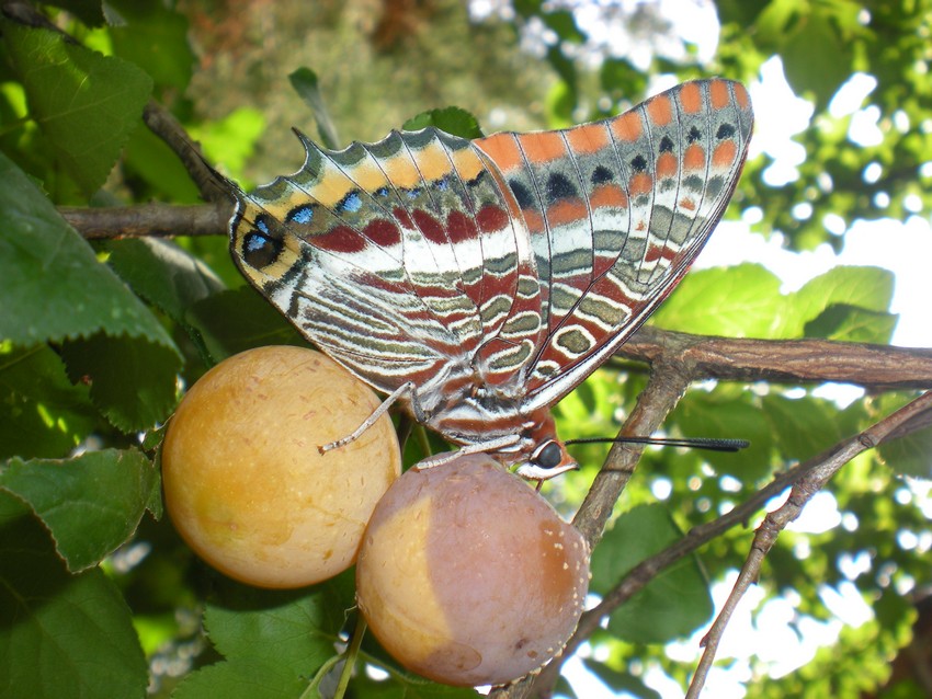 La pi bella del reame - Charaxes jasius