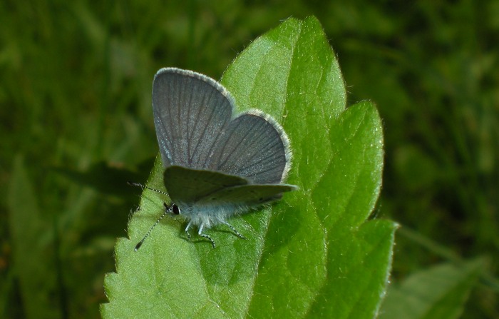3 Lycaenidae senza nome da identificare
