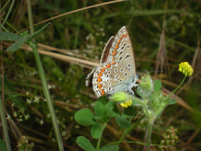 Femmina di P.bellargus???