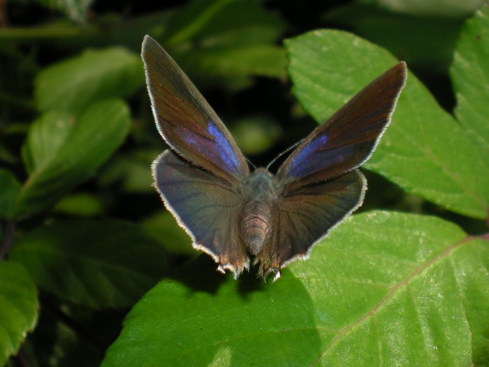 Farfalle sul roveto