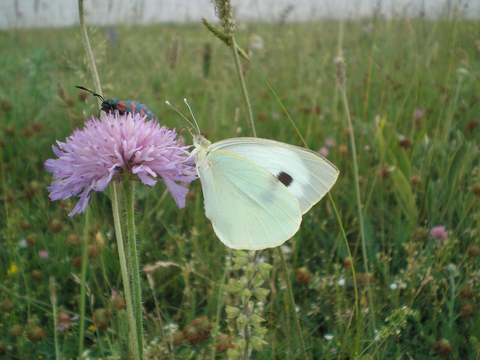 Una giornata(piovosa) sui Sibillini)
