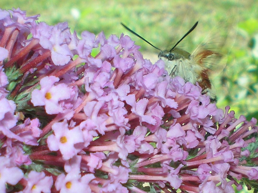 Hemaris fuciformis