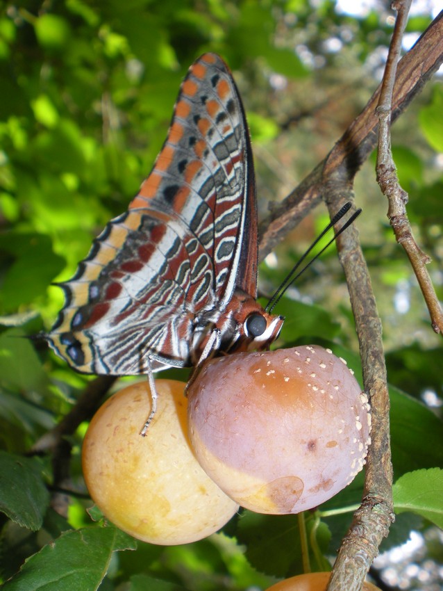 La pi bella del reame - Charaxes jasius