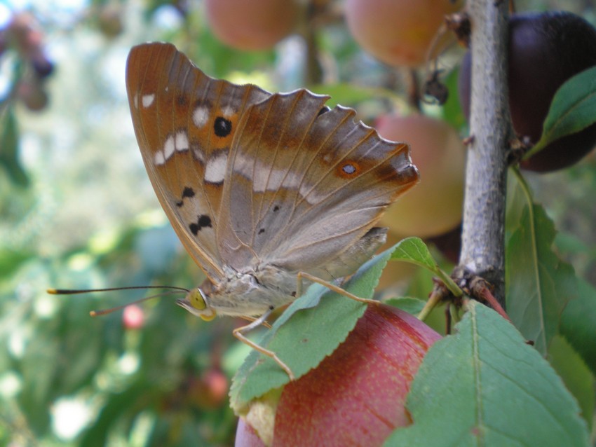 variabilit in Apatura ilia