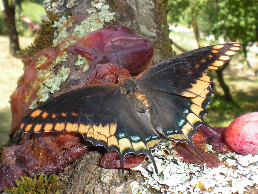 La pi bella del reame - Charaxes jasius