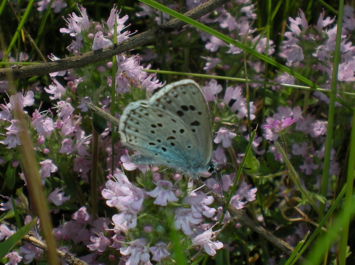 3 Lycaenidae senza nome da identificare