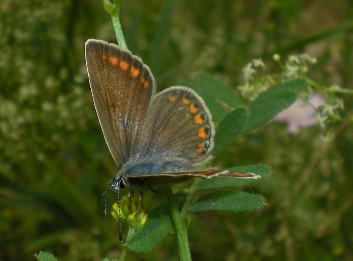 Femmina di P.bellargus???