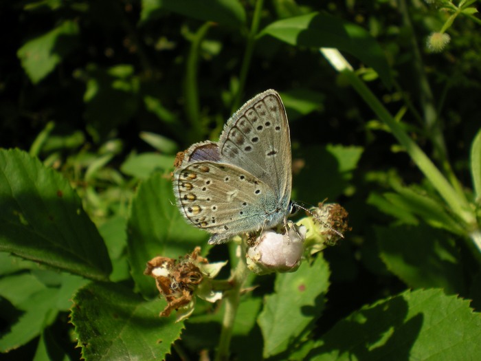 Farfalle sul roveto