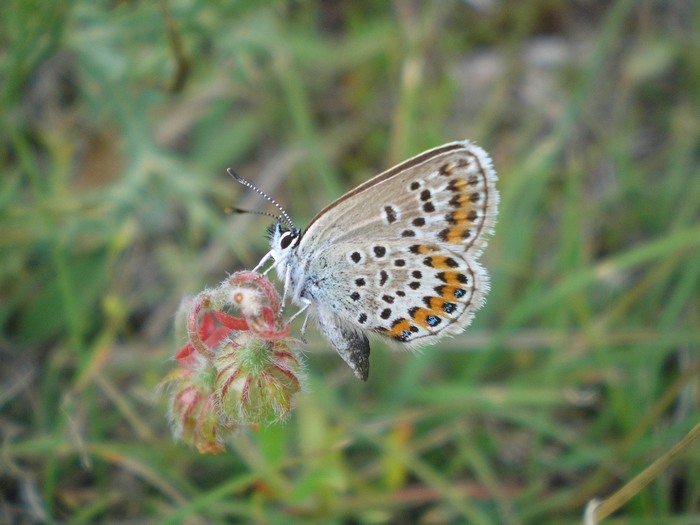Una giornata(piovosa) sui Sibillini)