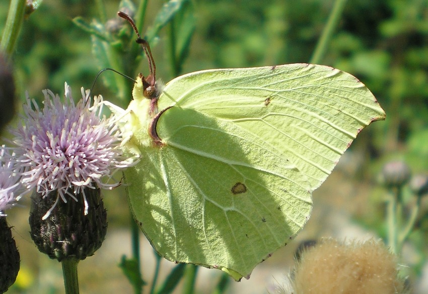 aiuto per identificazione Pieridi