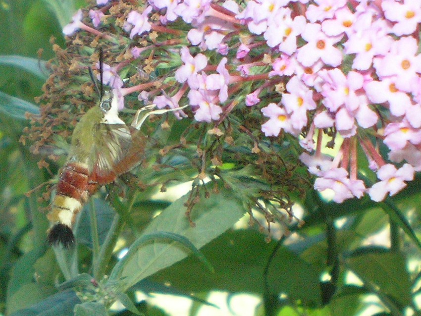 Hemaris fuciformis