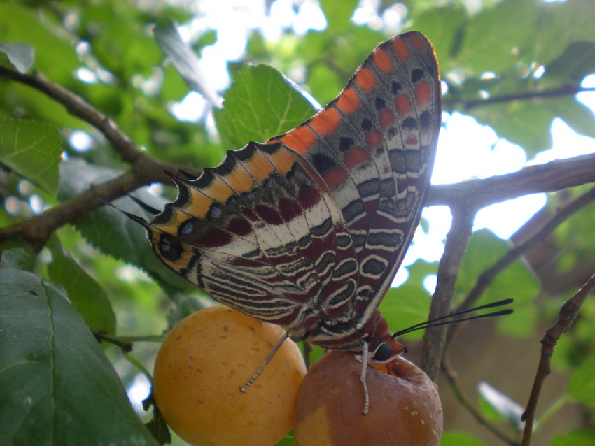 La pi bella del reame - Charaxes jasius