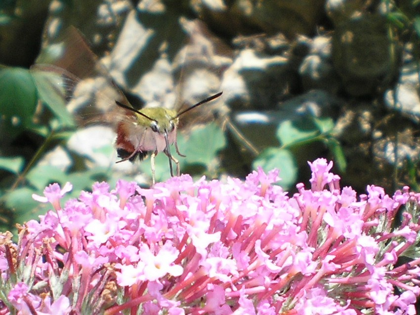 Hemaris fuciformis