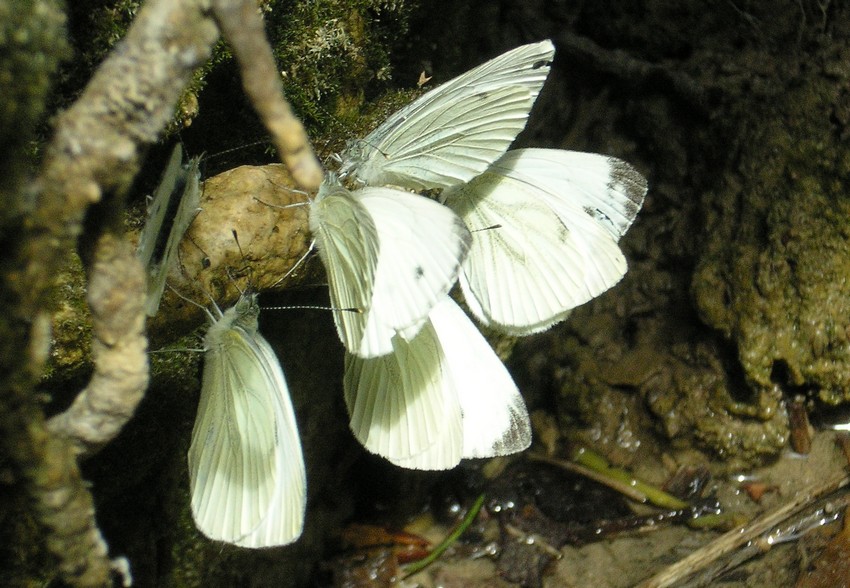 aiuto per identificazione Pieridi