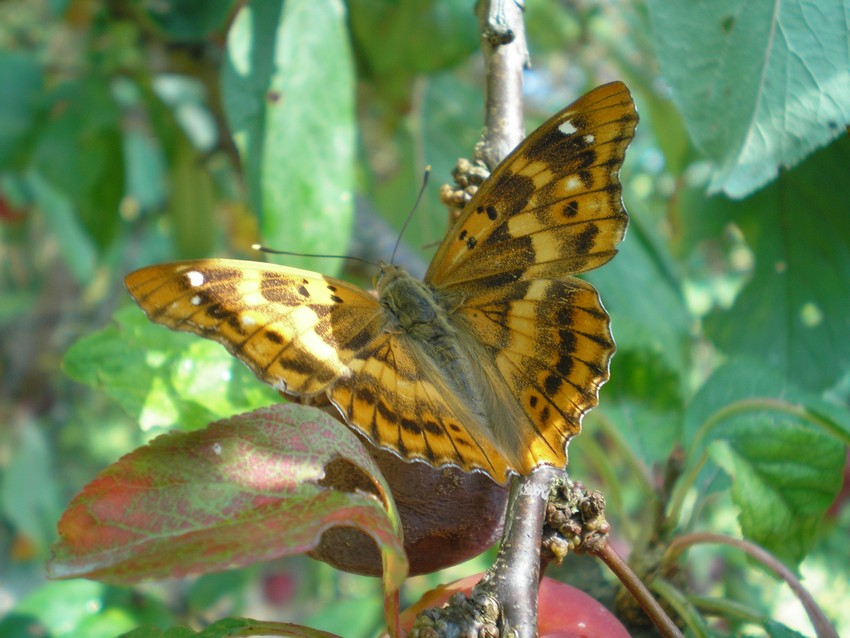 variabilit in Apatura ilia