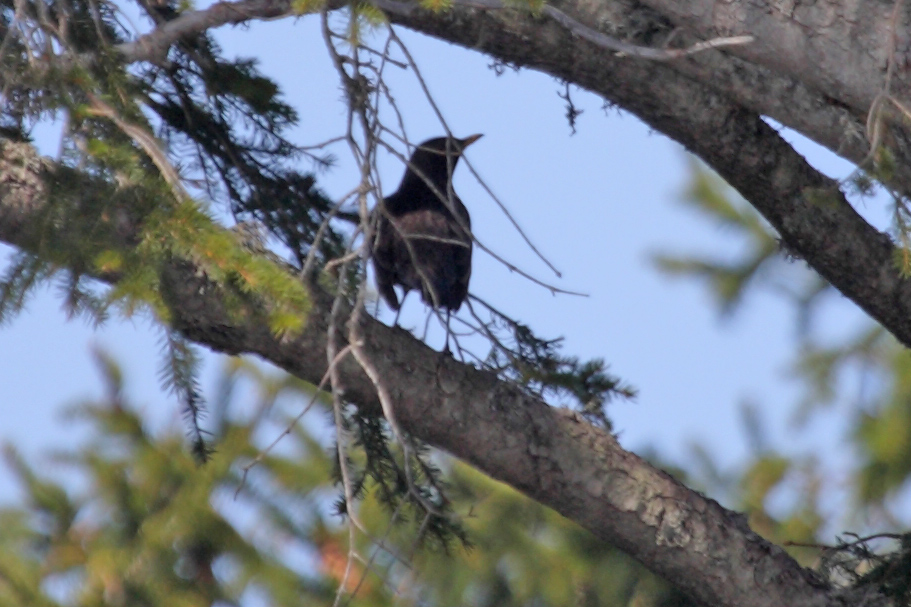 Aiuto identificazione!