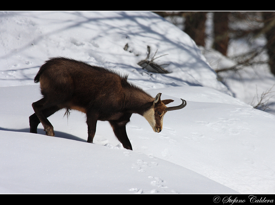 Quel poco che c''� [Camoscio]