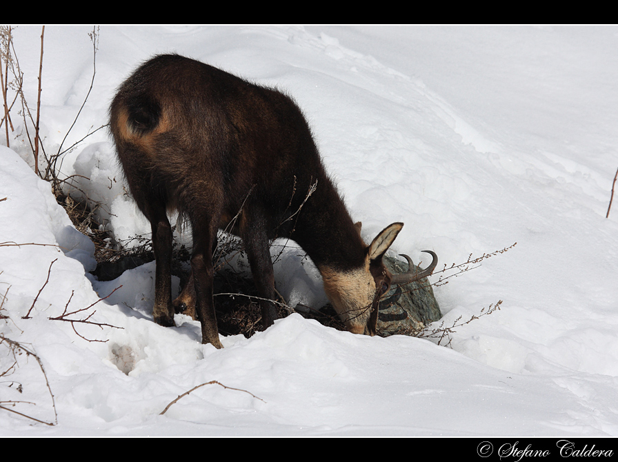 Quel poco che c''� [Camoscio]