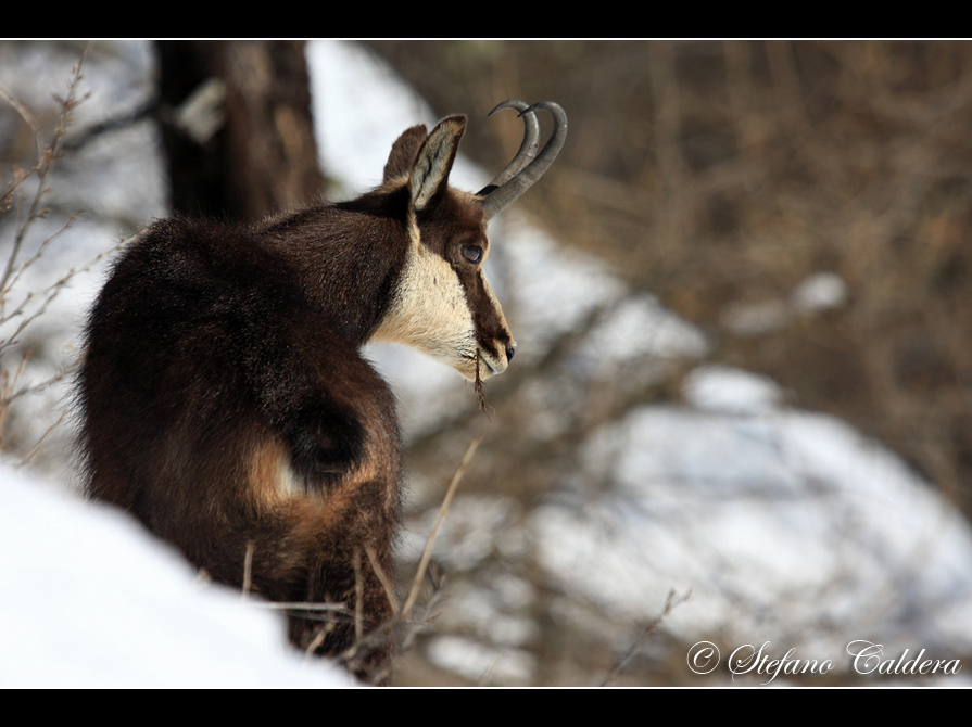 Quel poco che c''� [Camoscio]