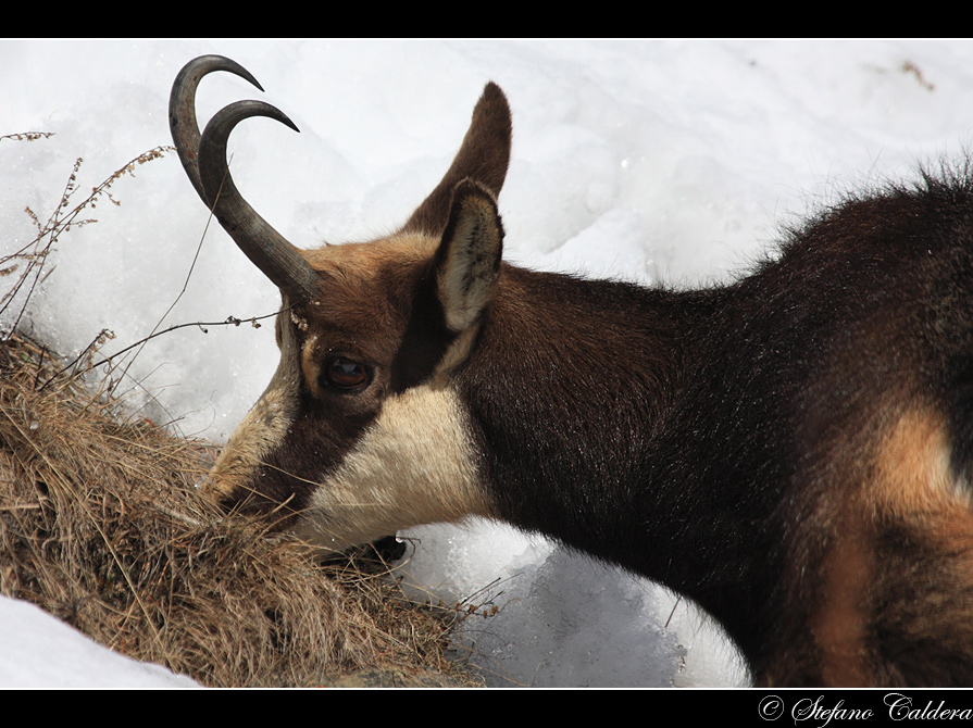 Quel poco che c''� [Camoscio]