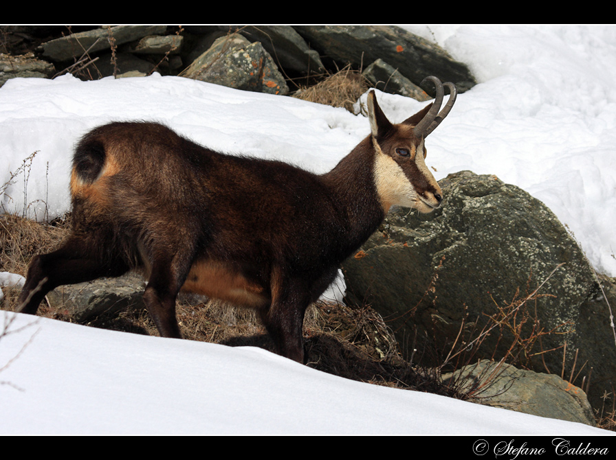 Quel poco che c''� [Camoscio]