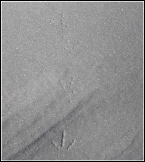 Ciaspolata a Piaghedo [Alto Lario Occidentale]