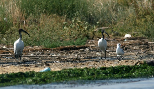 Ibis Sacro nel Delta del Po