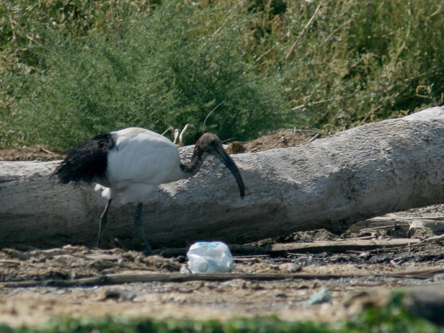 Ibis Sacro nel Delta del Po