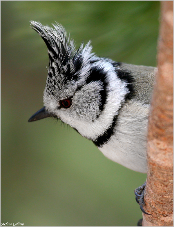 Cincia dal Ciuffo - Lophophanes cristatus