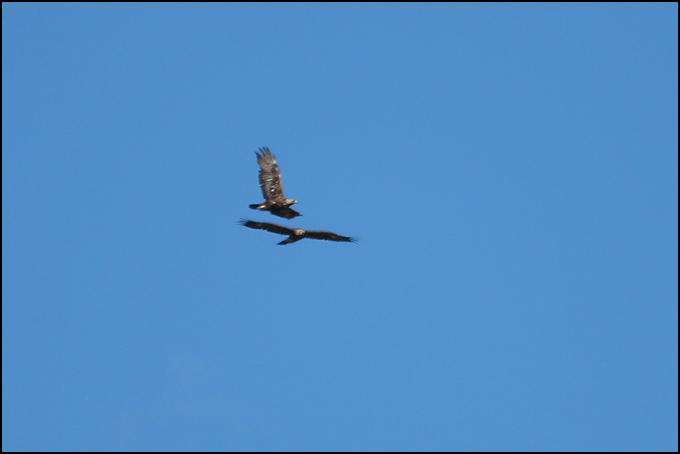 Aquila Reale [anche  coppia!]