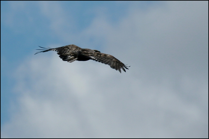 Aquila Reale [anche  coppia!]