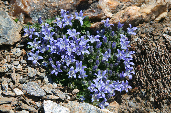 Campanula cenisia / Campanula del Moncenisio
