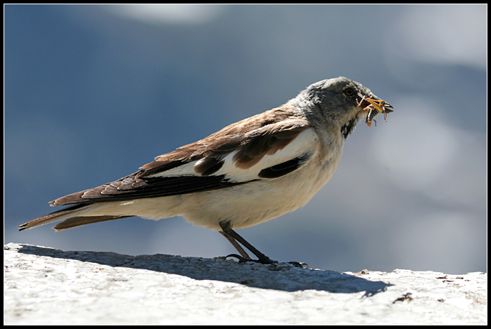 Fringuello alpino con preda