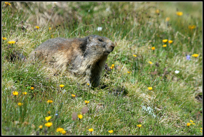 Marmotte, marmotte e ancora marmotte !!!