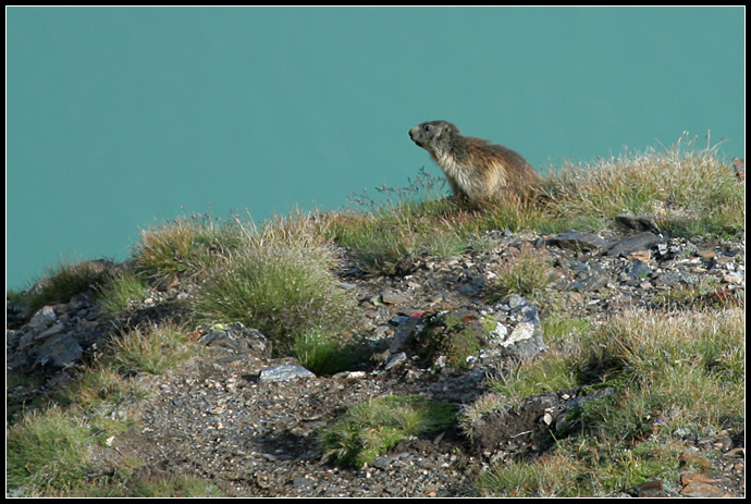 Marmotte, marmotte e ancora marmotte !!!