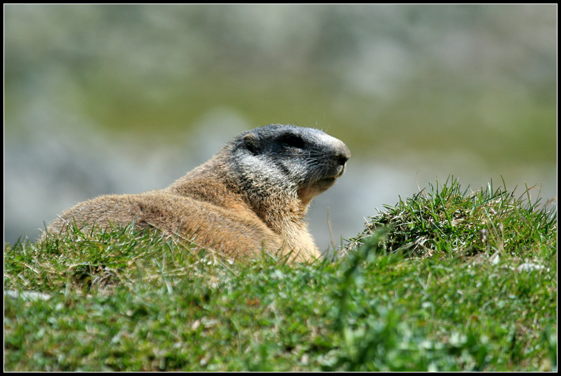 Marmotta ... reale ...
