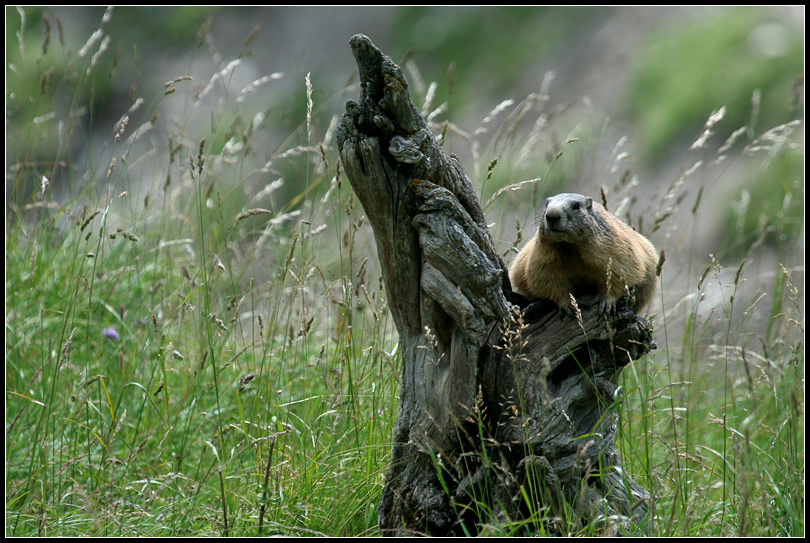 Marmotta ... reale ...