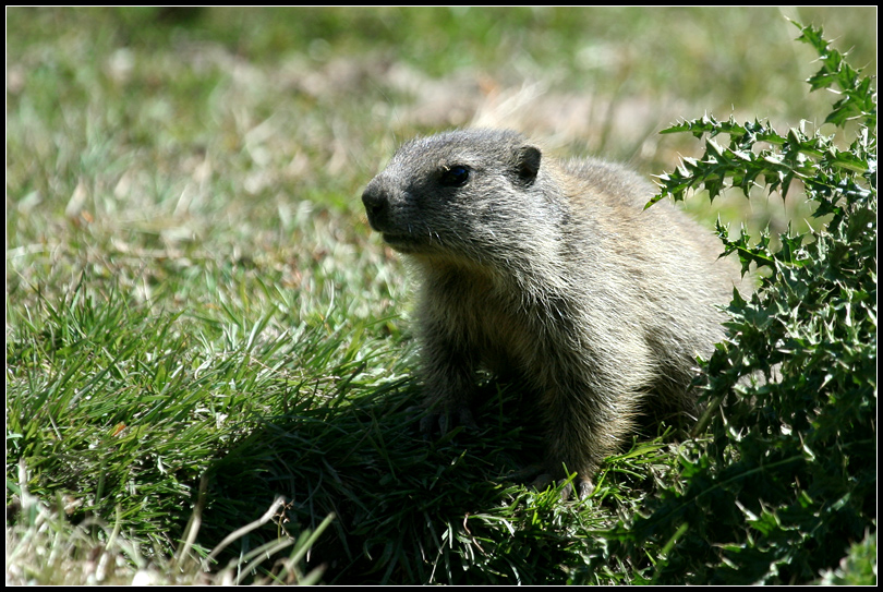 Marmotta ... reale ...
