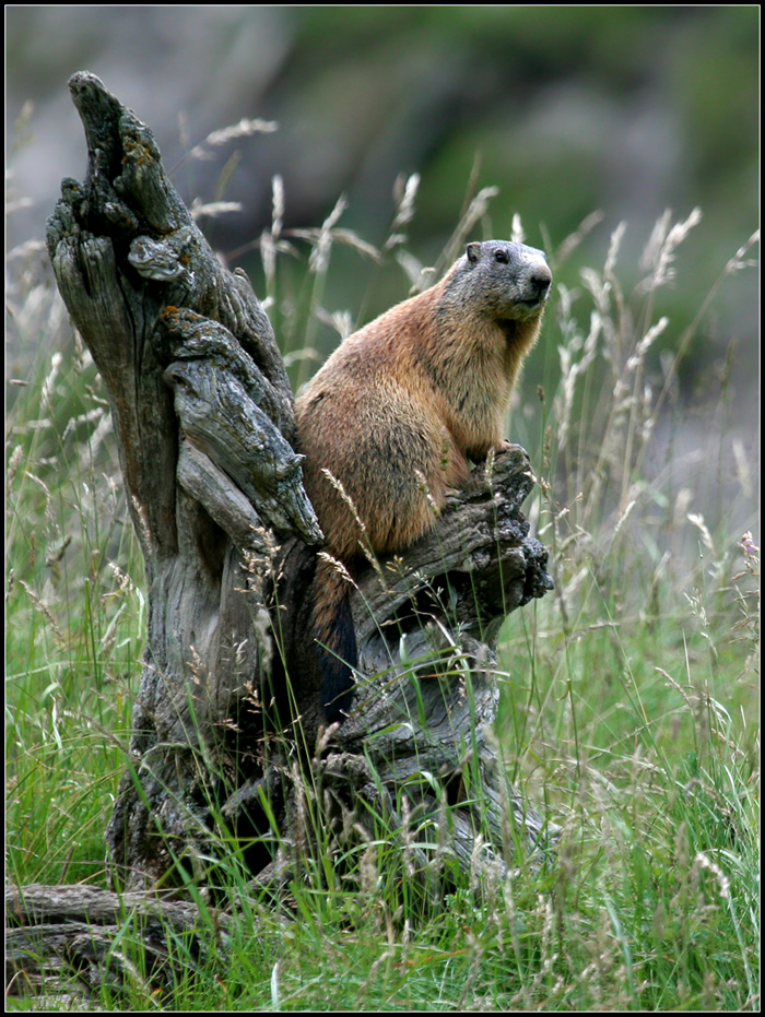 Marmotta ... reale ...