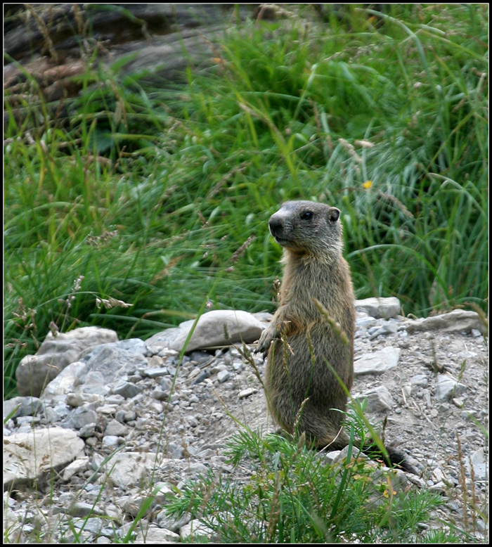 Marmotta ... reale ...