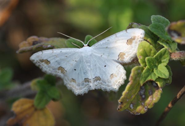 Falena? - Scopula (Scopula) ornata