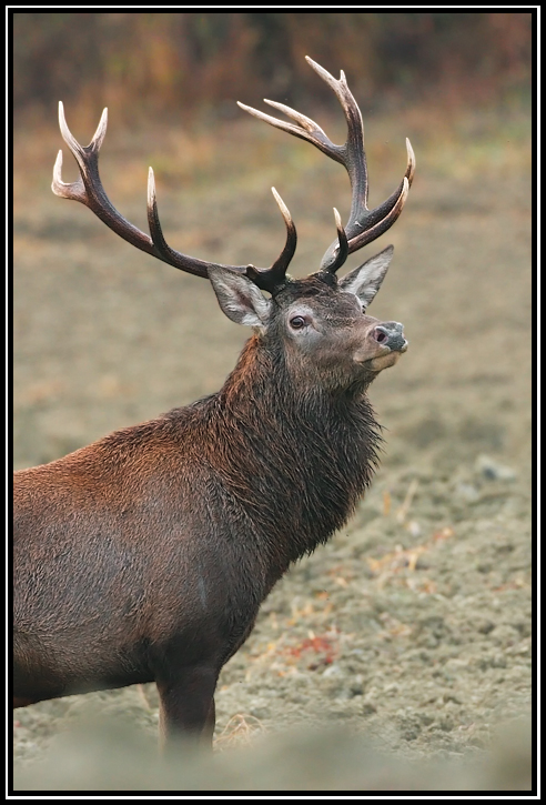 PASSIONE PER IL CERVO