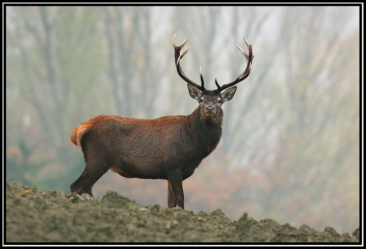 PASSIONE PER IL CERVO