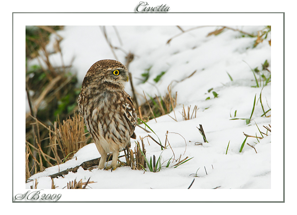 nel freddo.....