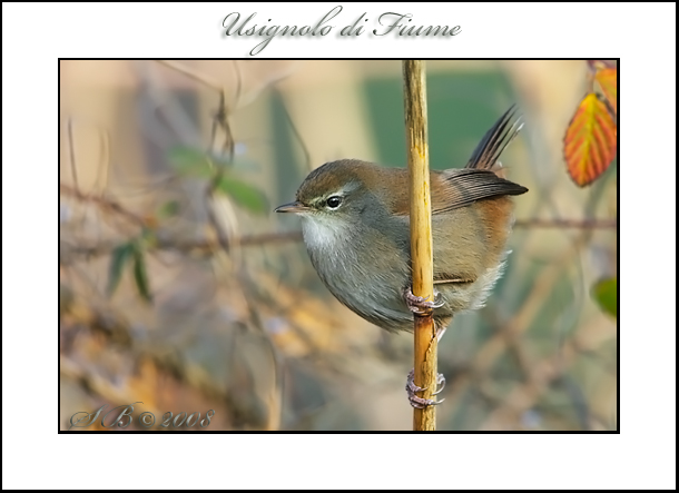 giretto nel Mezzano (FE)