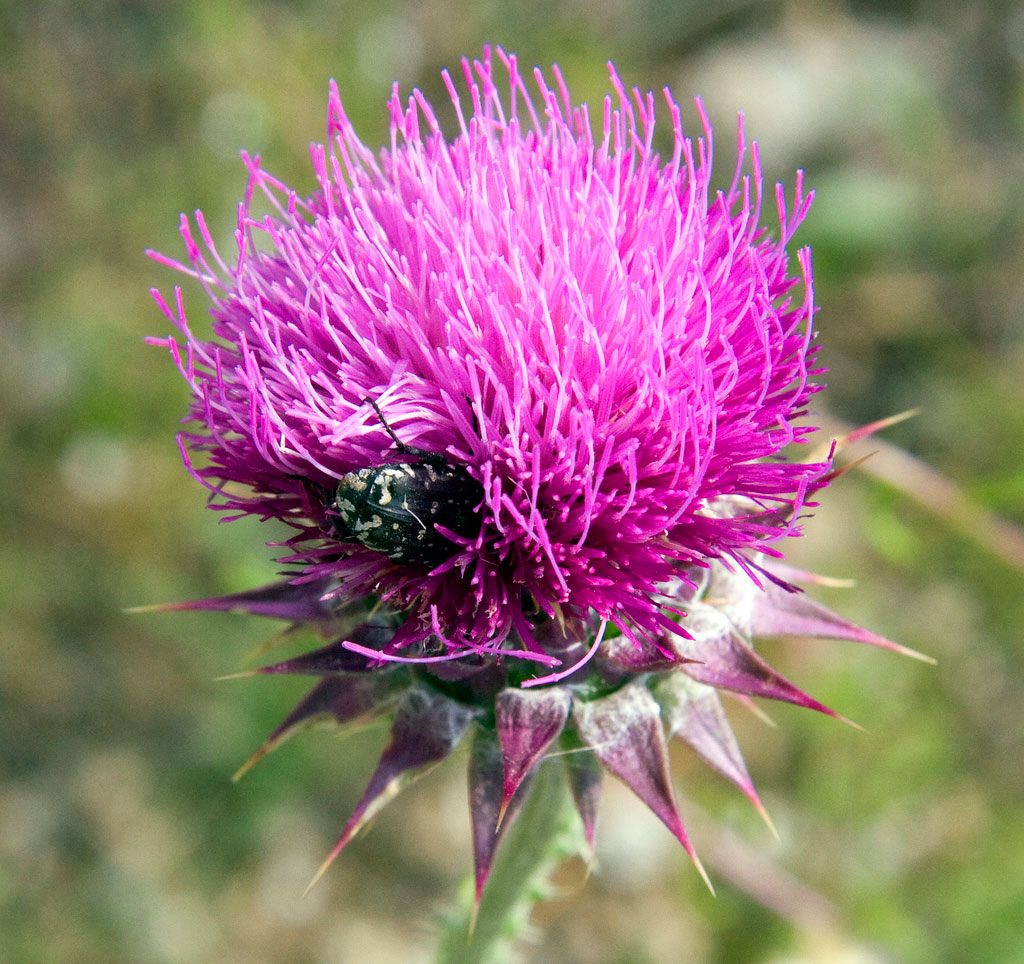 Carduus chrysacanthus (?)