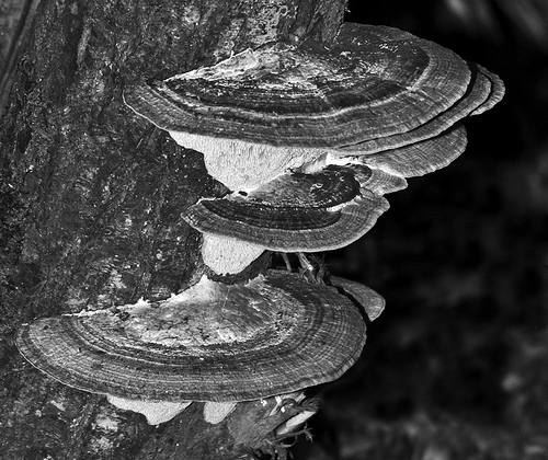 funghi lignicoli - lagoni di mercurago