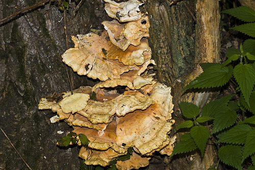 funghi lignicoli - lagoni di mercurago