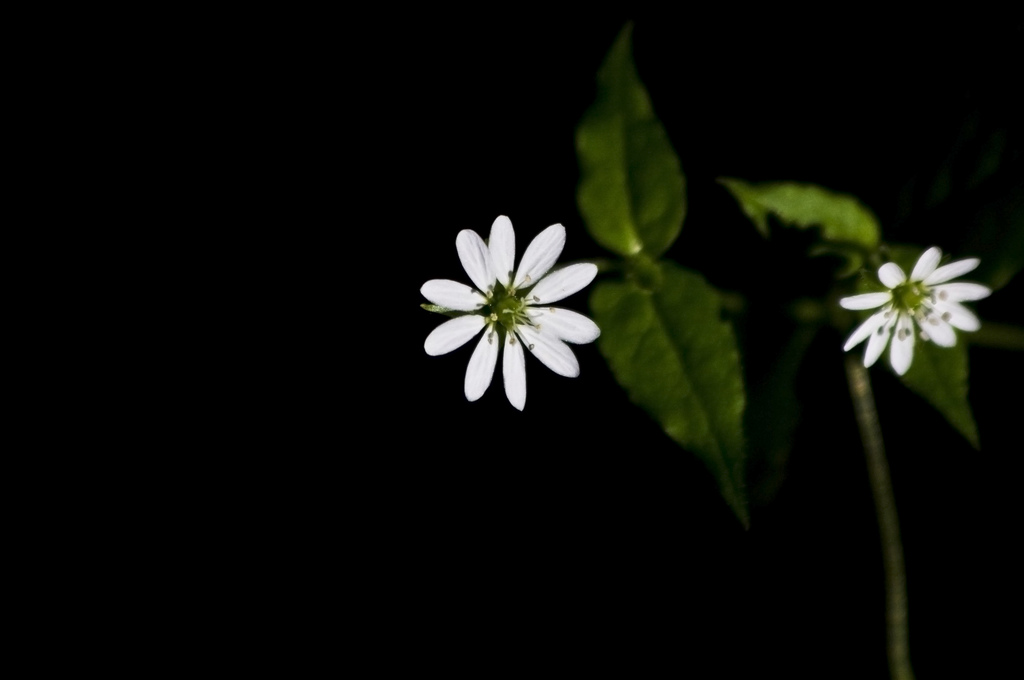 fiore bianco da determinare - Stellaria sp.