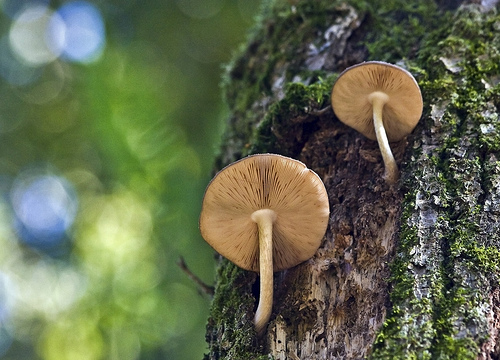 altri lignicoli dai Lagoni (cfr. Pluteus sp.)